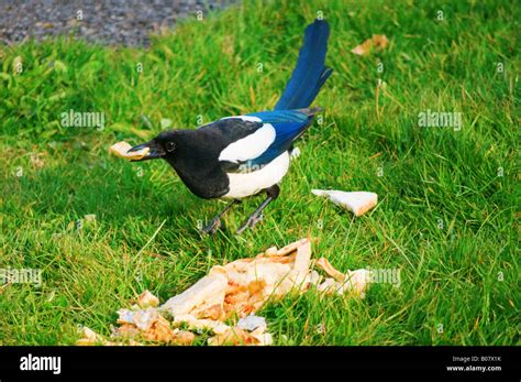 A single magpie eating (004 Stock Photo - Alamy