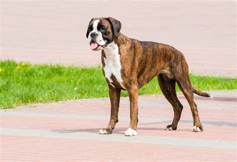 79+ Boxer Puppy Tail Docking Length - l2sanpiero