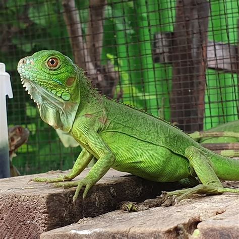 Green Iguana – V Reptiles