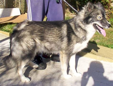 Agouti Siberian Huskies - Colors of the Siberian Husky