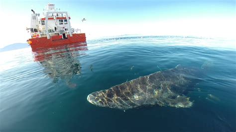 What Does It Mean That Greenland Sharks Could Live for Hundreds of ...