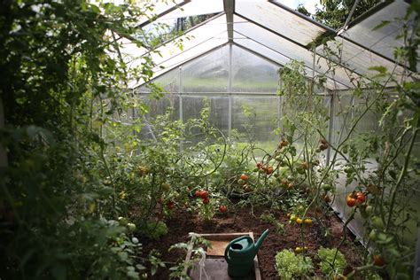 Greenhouse vs Garden: Cost, Control, and Climate | Greener Ideal