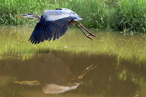 Giant Blue Heron - Michael Samuelson Photography