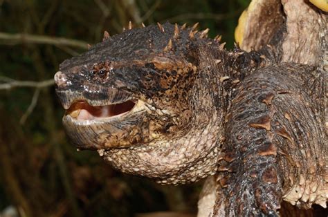 Herp Queries: How Powerful Is The Snapping Turtle Bite? - Reptiles Magazine