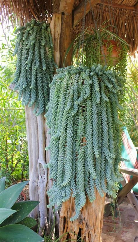 20 Weird House Plants You Didn’t Know You Needed - Brit + Co