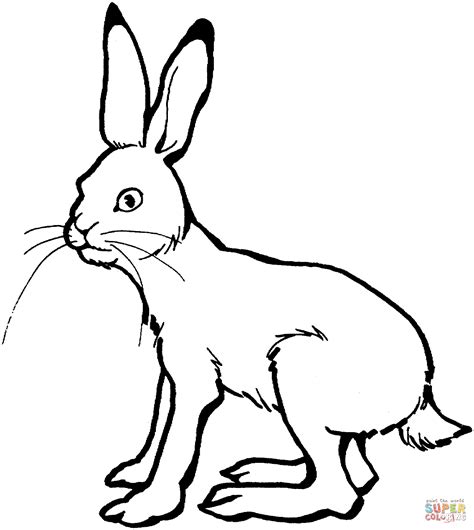 Hare Line Drawing at GetDrawings | Free download