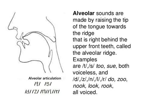 Articulation