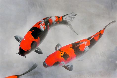 Calico Koi Fish Watercolor Illustration Photograph by Jit Lim