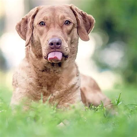 Top 10 Most Popular Sporting Dog Breeds - ilovedogscute.com