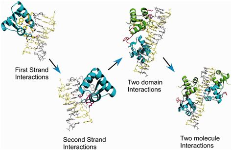 Model of the mechanism of stabilization of the Z-DNA conformation by... | Download Scientific ...