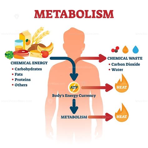 Metabolism vector illustration – VectorMine