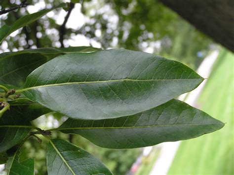 Native Trees of Indiana River Walk