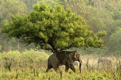 Things to do in Jim Corbett National Park | Veena World