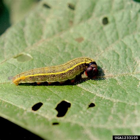 Long-tailed Skipper caterpillar (Urbanus proteus) {!--긴꼬리팔랑나비 애벌레 ...