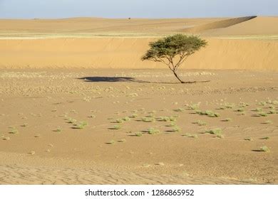 Wide Open Desert Landscape Chad Stock Photo 1286865952 | Shutterstock