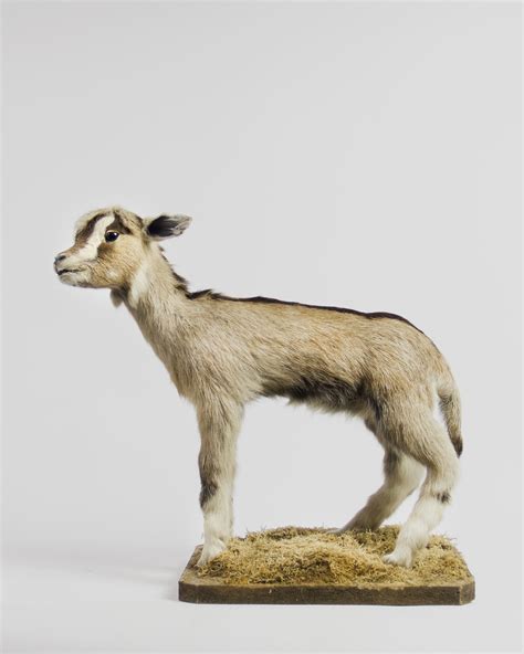 Taxidermy baby Dwarf Goat