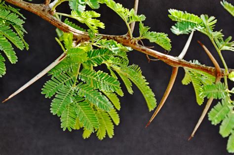 Acacia nilotica, Vachellia nilotica | Tree SA