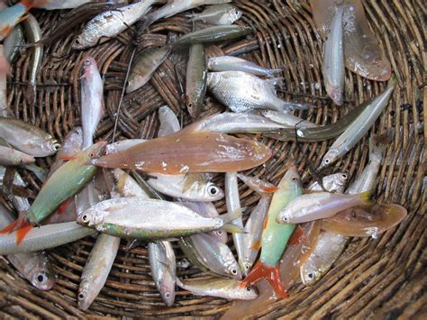 Fishing - Sustainability Spotlight: ﻿The Value of Inland Fisheries