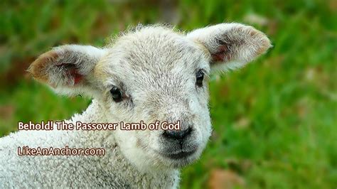 Behold! The Passover Lamb of God – Like An Anchor