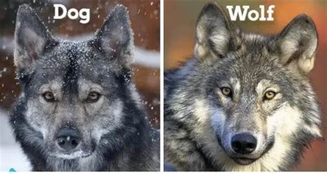 15 Difference between Dog and Wolf (With Table) - Animal Differences