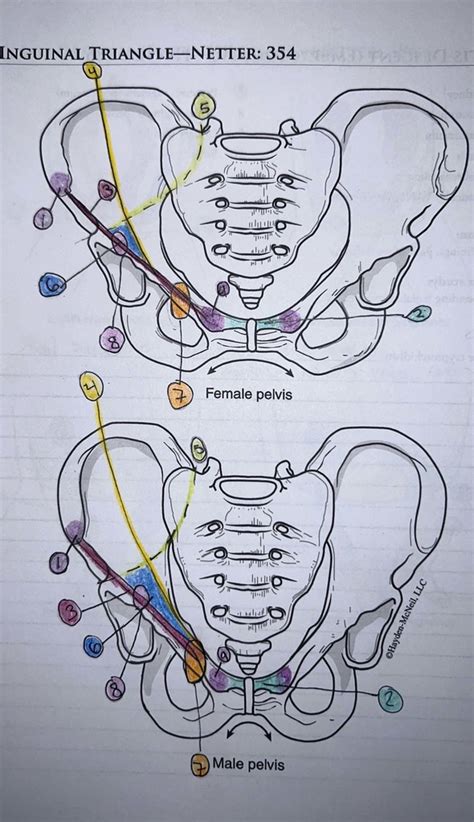 inguinal triangle Diagram | Quizlet