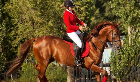 Can a Gaited Horse Jump? - Helpful Horse Hints