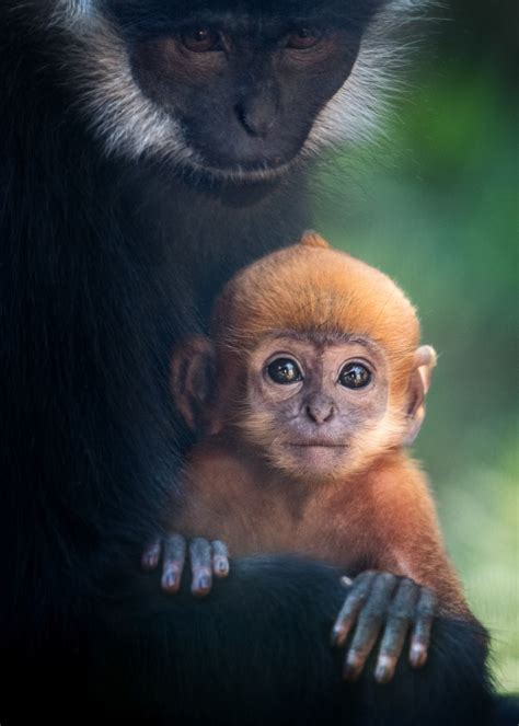 Francois Langur Mom and Baby Photo 3 of 5 by Jamie Pham