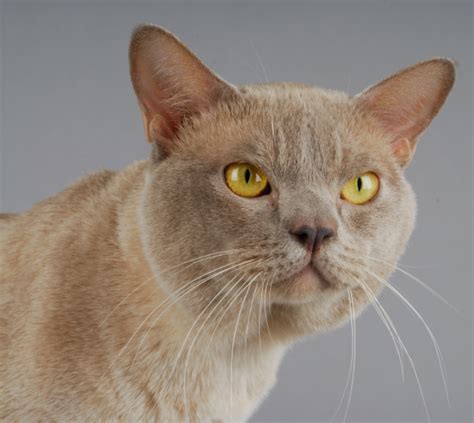 Burmese Cat Personality: How Do Burmese Cats Act? | Litter-Robot