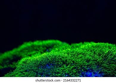 396 Green star polyps Images, Stock Photos & Vectors | Shutterstock