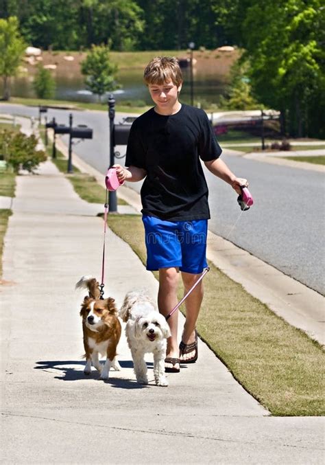 Boy Walking Dogs stock photo. Image of affection, outside - 24375760