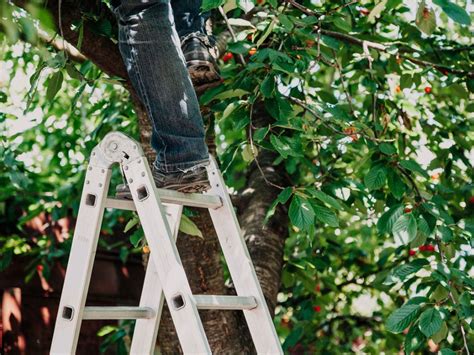 Harvesting Fruit From Tall Trees – How To Reach High Up Fruit