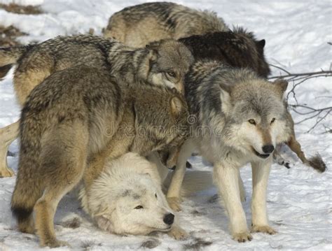 Wolf pack stock image. Image of timber, behavior, wild - 6105731