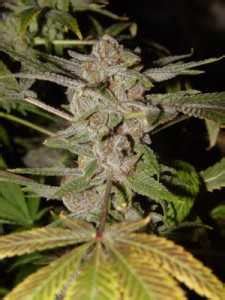 Purple Urkle | Purple Urkle seeds | Grow-Marijuana.com