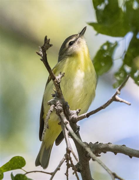 End of the World Birding… Philadelphia Vireo – Southeast Arizona Birding