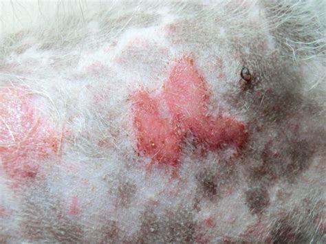 Pictures Of Dog Incision Infections: What Incision Infections Look Like ...