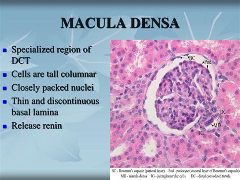 Macula Densa Histology