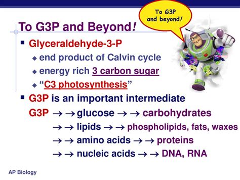 Photosynthesis: The Calvin Cycle Life from Air - ppt download