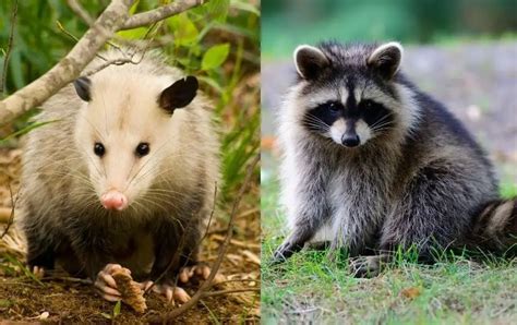 Raccoon Vs Possum: 10 Key Differences