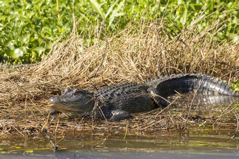 How Alligators Play a Vital Role in Their Ecosystem - Pearl River Swamp Tours, New Orleans