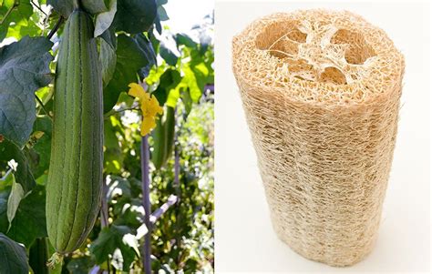 How to Grow Your Own Loofah Sponge | Loofah sponge, Organic vegetable ...