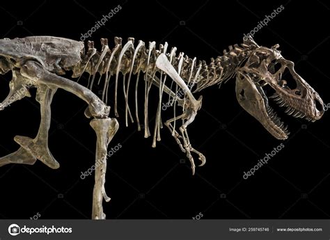 Tyrannosaurus Rex Skeleton Isolated Background — Stock Photo ...