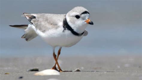 High water in Great Lakes spells trouble for endangered bird | WWMT