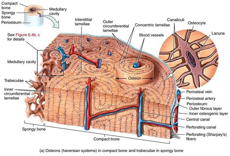 Bone Tissue Diagram | Quizlet