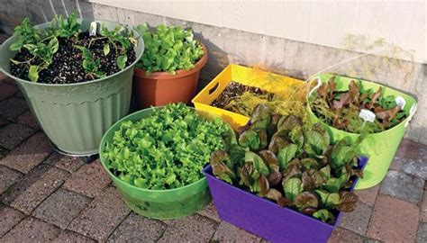 Vegetable Gardening: A Beginner's Guide | NC State Extension Publications