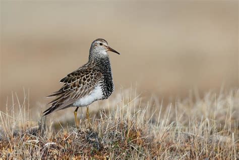 Pectoral Sandpiper | Pectoral Sandpiper on its Breeding grou… | Flickr