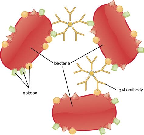 18.1 – Overview of Specific Adaptive Immunity – Microbiology 201