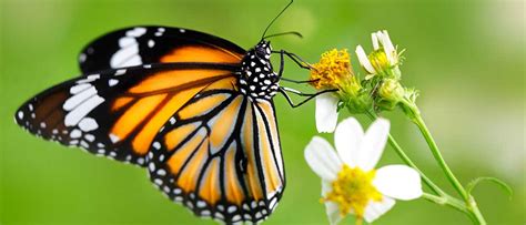 The Fascinating World of Butterflies: And the Need for their Conservation | TERI