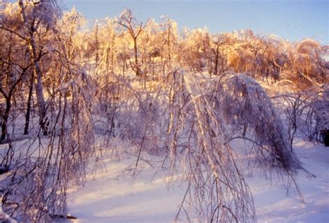 The ice storm of 1998 wreaked havoc in Montreal’s forests. This is how ...