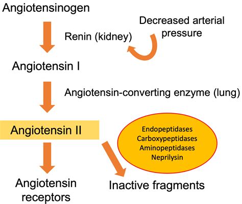 Angiotensin-Converting Enzyme and Heart Failure