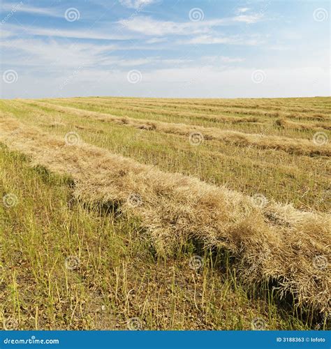 Flax Crop After Harvest. Stock Photos - Image: 3188363